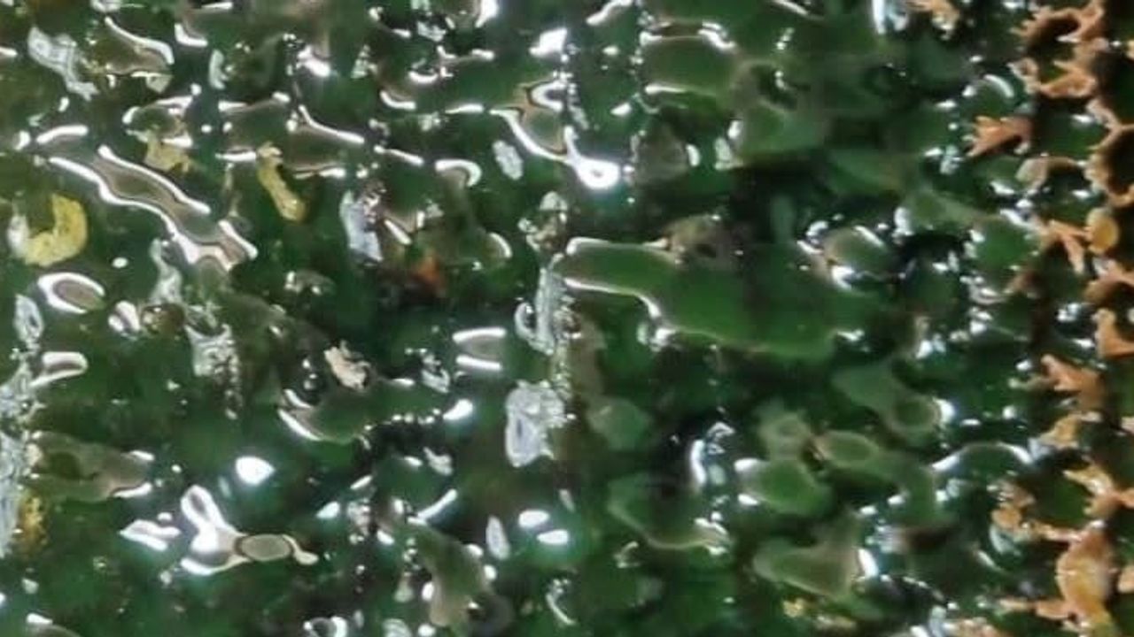 Artvin'de bal hasadı öncesi üreticilerle buluşma