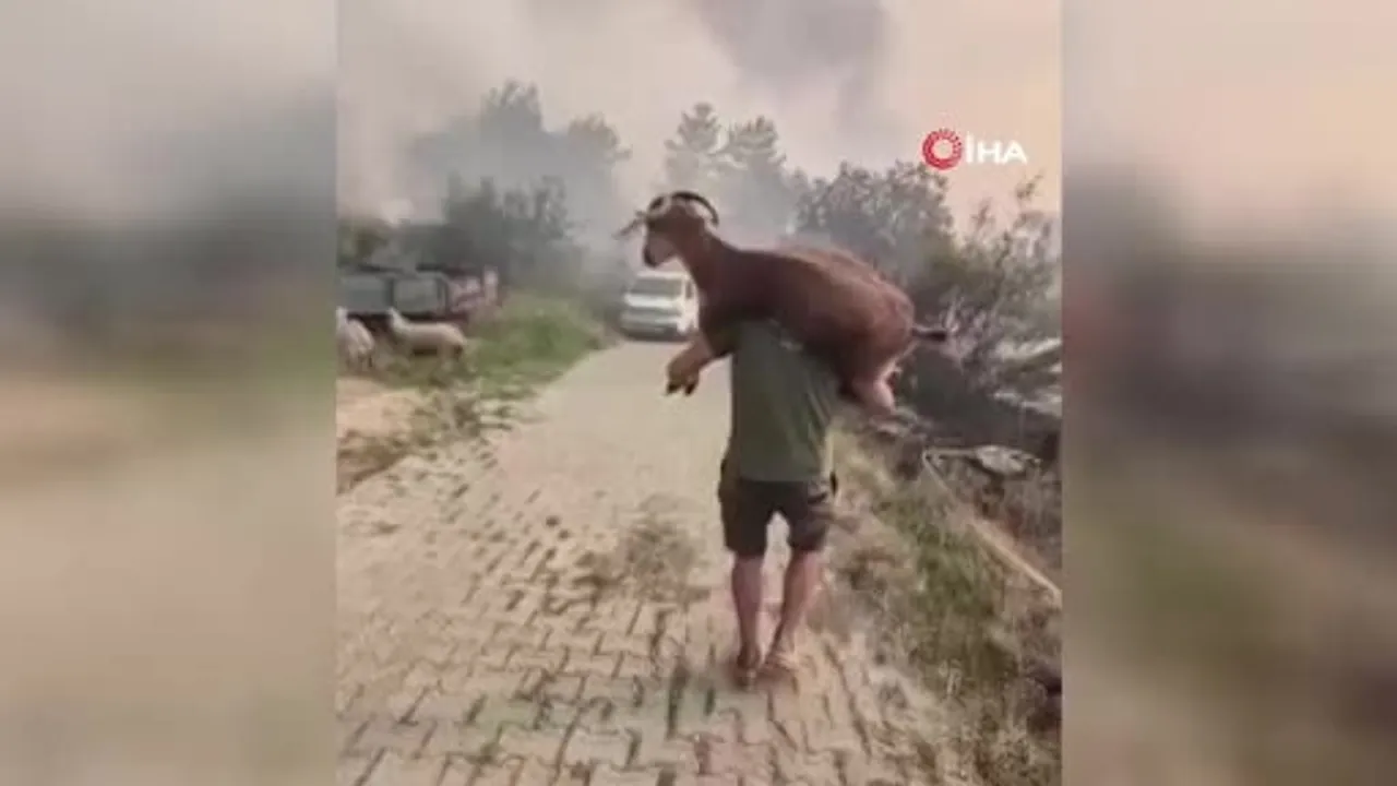 ateşten keçiyi sırtında taşıyarak kurtardı