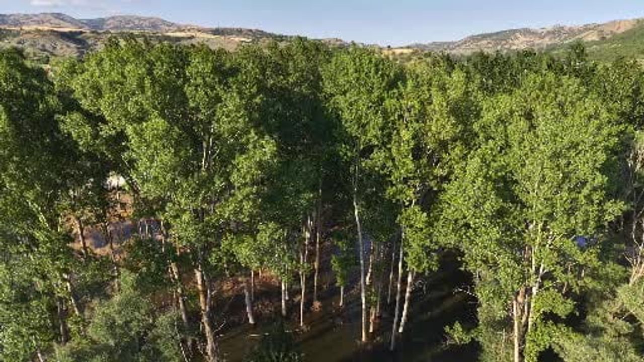 Atıl fidanlıktan mor rüyaya: Çorum'un lavanta bahçesi yeni buluşma noktası