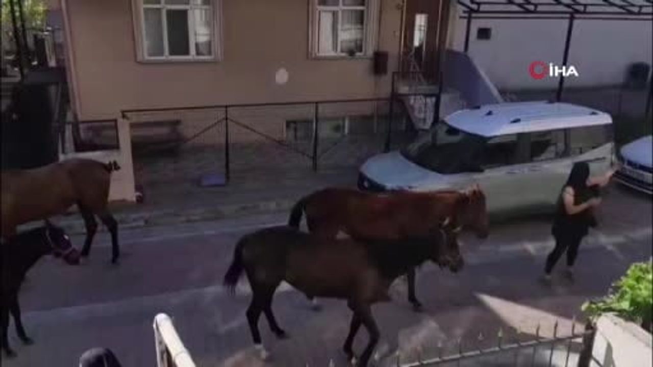 Avcılar'da başıboş atlar mahalle trafiğini ve yaya güvenliğini zorluyor