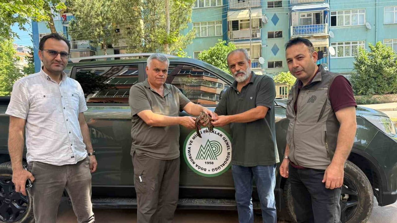Avcılar yaralı orman çulluğunu Doğa Koruma ve Milli Parklar ekiplerine teslim etti