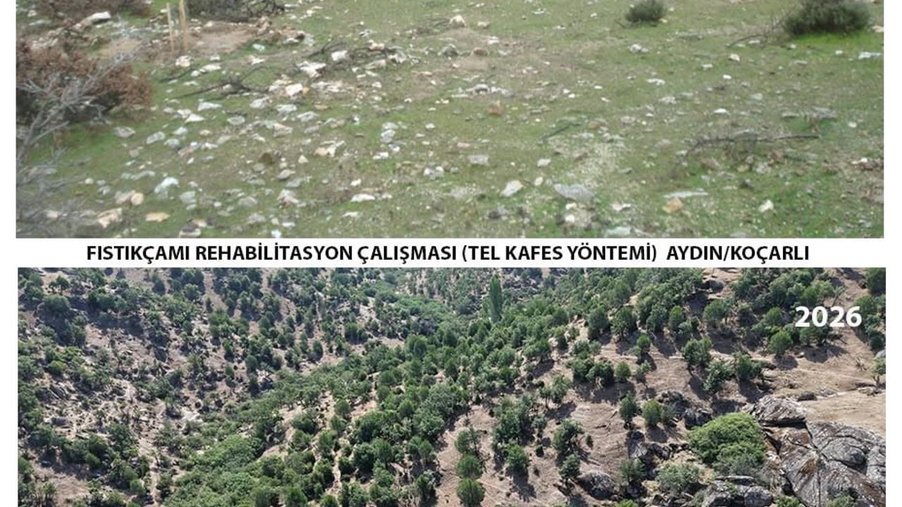 Aydın’da 15 yıl önce dikilen fıstıkçamları kozalak vermeye başladı