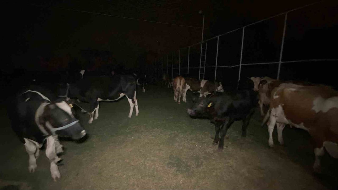 Aydın'da halı saha tahliye edilen hayvanlar için geçici güvenli alan oldu