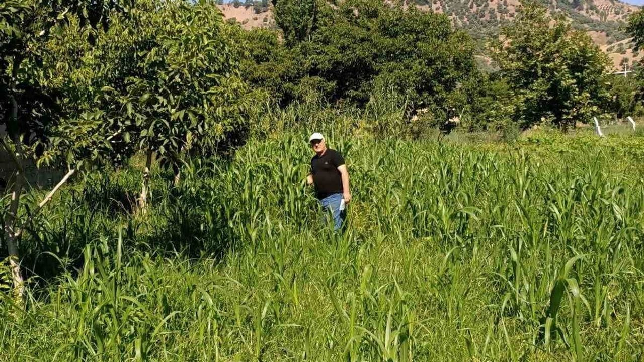 Aydın’da sorgum ekili alanlarda kontrol yapıldı