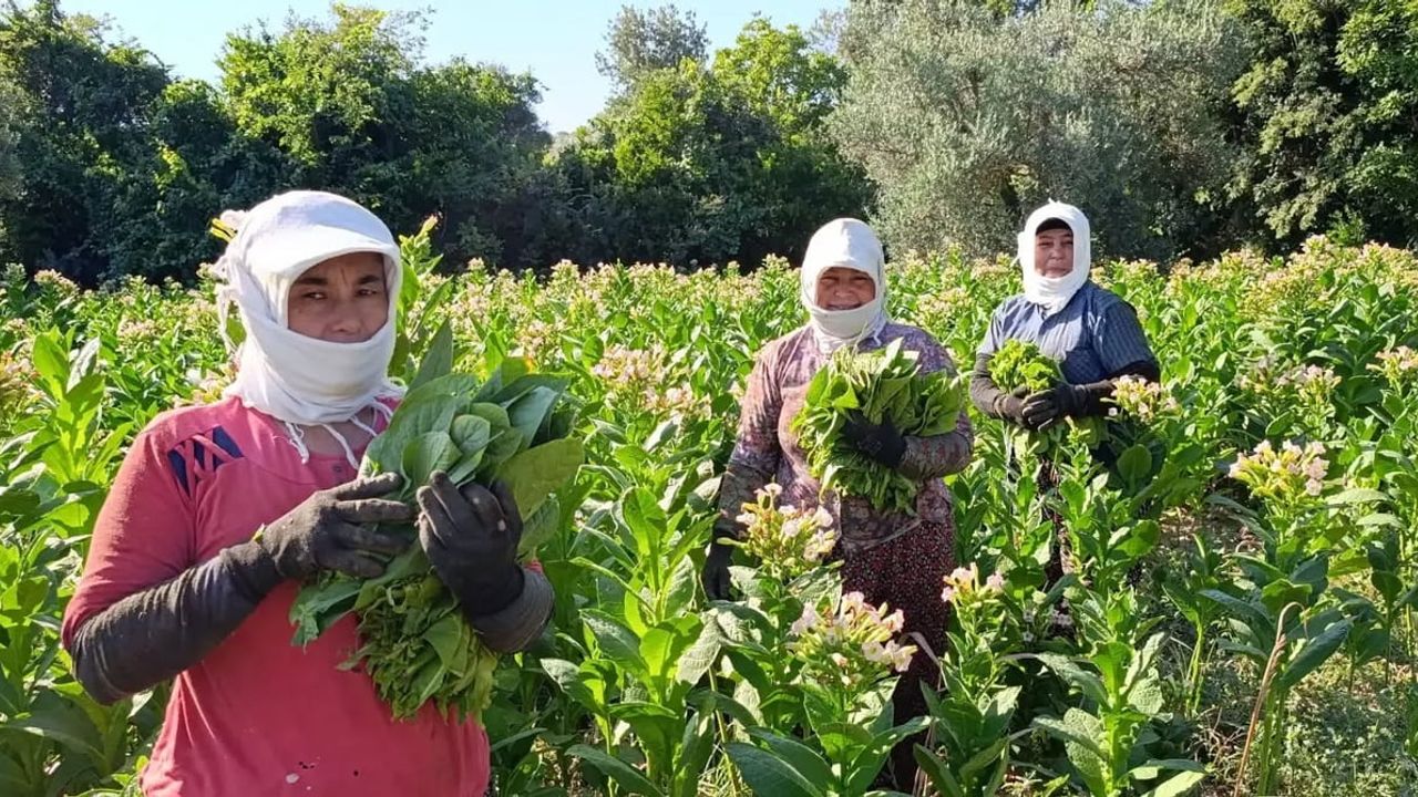 Aydın'da tütün üretiminin merkezi Karacasu'da kırım başladı