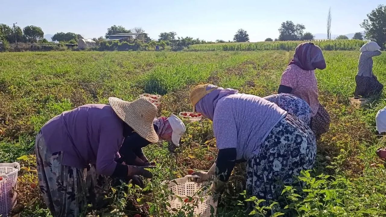Aydın'ın kırlarında yaz bereketi: domates hasadı 12 bin 94 dekarda devam ediyor