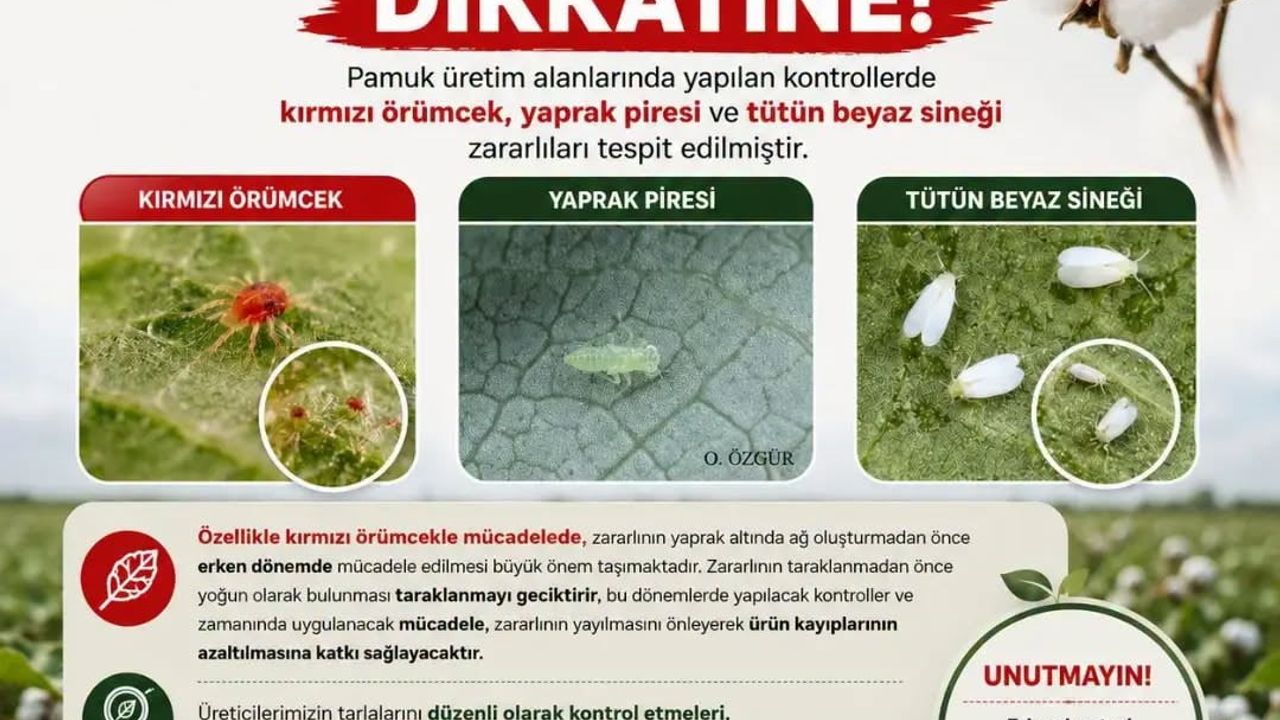 Aydınlı pamuk üreticilerine zararlı uyarısı