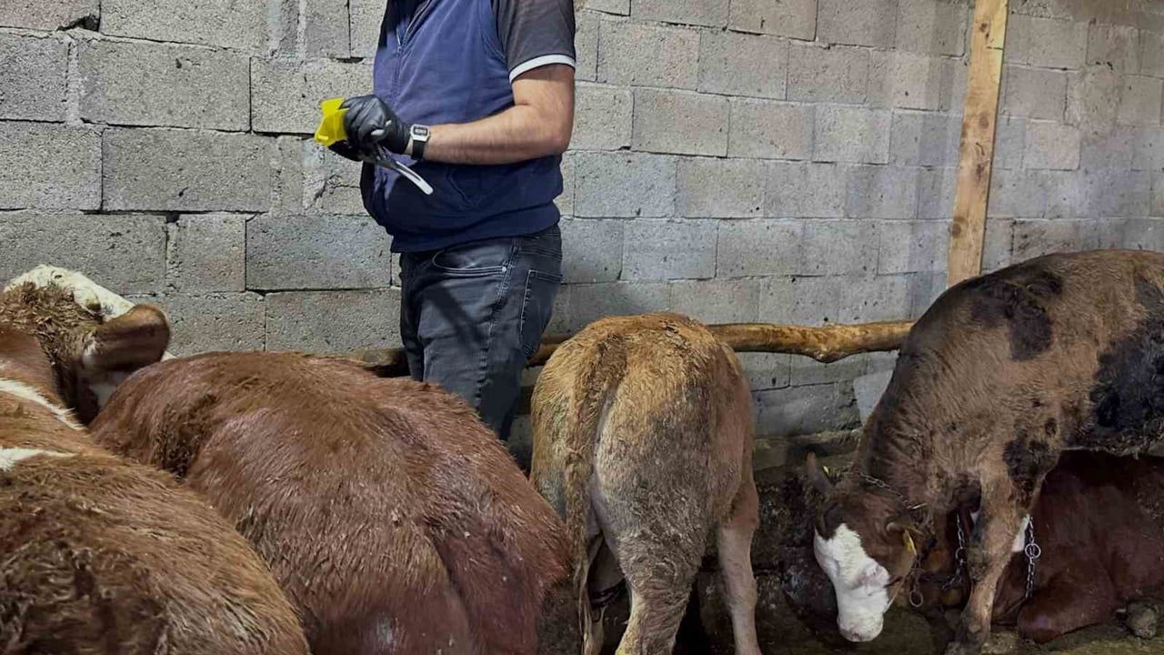 Aydıntepe’de 6 köyde buzağı küpeleme ve aşı çalışmaları tamamlandı