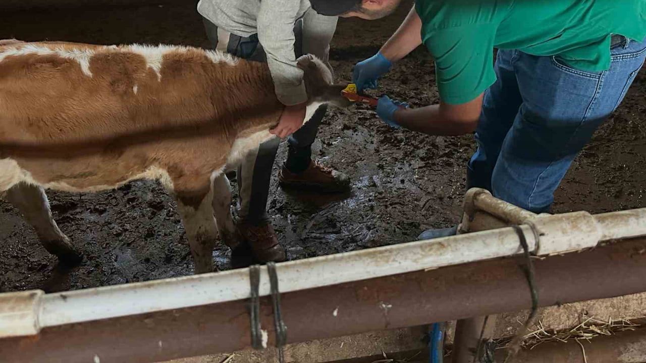 Aydıntepe'de ikinci tur küpeleme ve aşılama ile hayvancılık altyapısı güçlendi