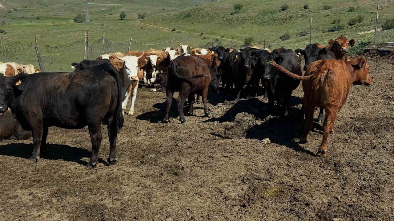 Aydıntepe’de ithal besilik sığırlarda karantina ve sağlık kontrolleri sürüyor