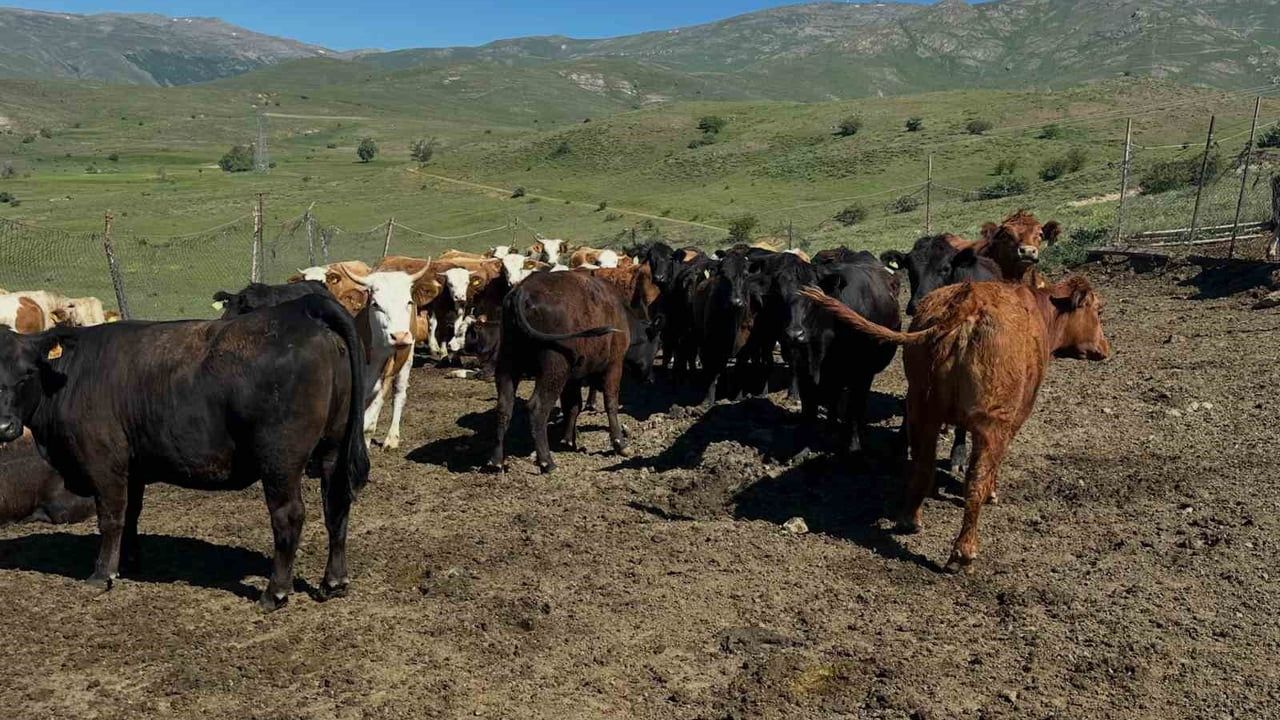 Aydıntepe’de üreticiye 15 ithal angus düve teslim edildi