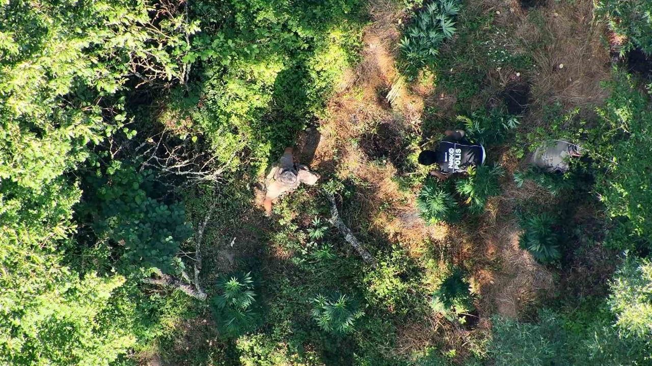 Bafra'da hasat aşamasındaki 782 kök kenevir ele geçirildi: bir kişi tutuklandı