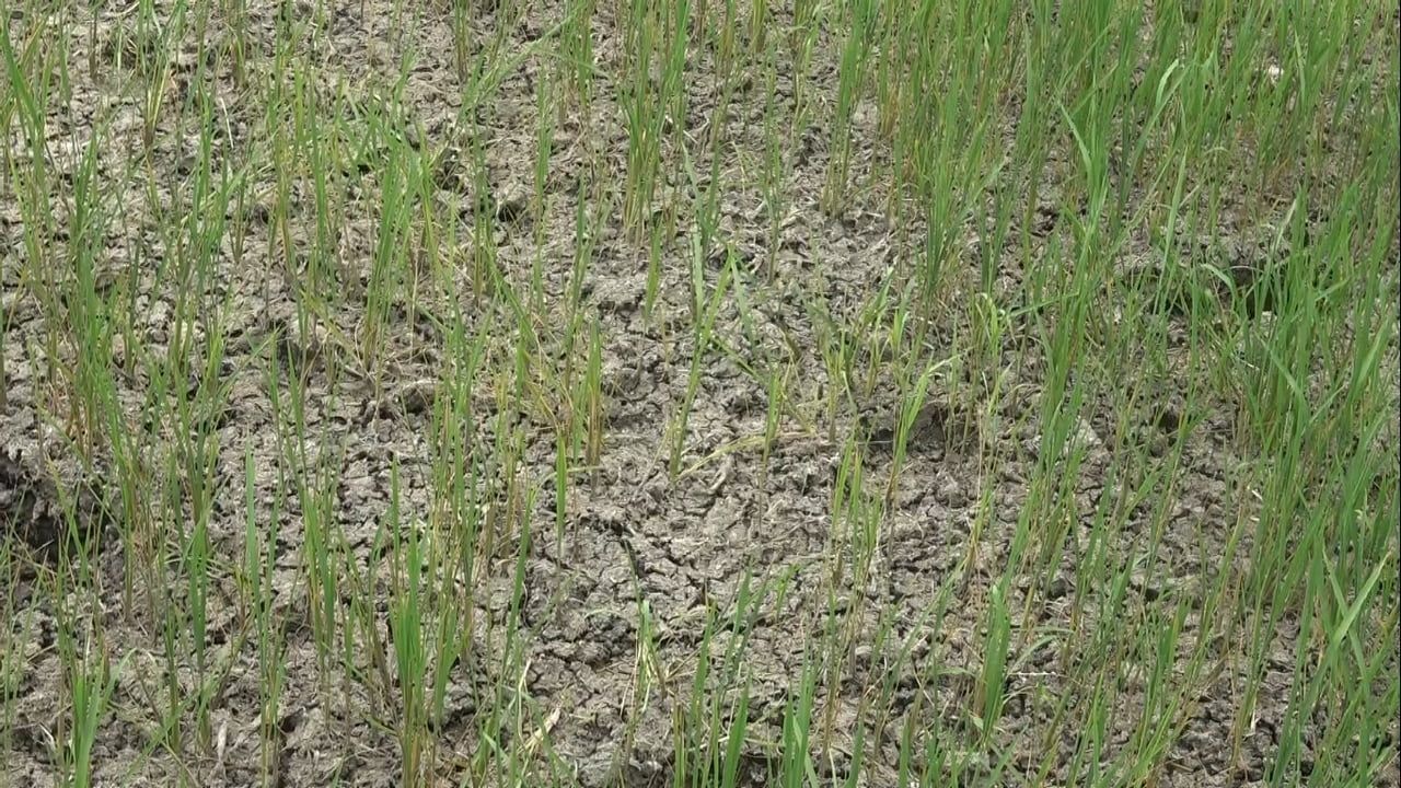 Bafralı çeltik üreticileri sulama sıkıntısına dikkat çekti