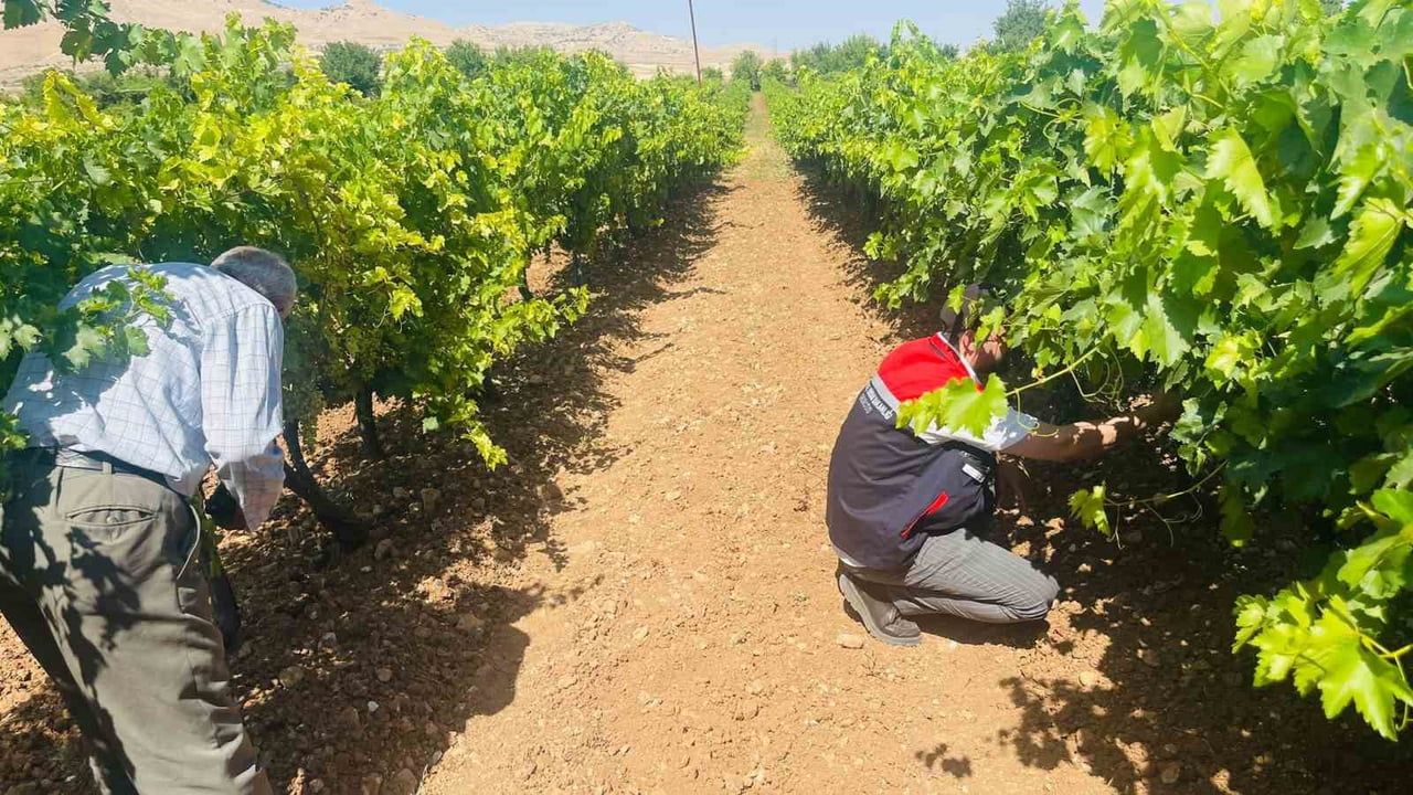Bağlarda külleme tehdidine karşı Kırkat'ta yerinde müdahale