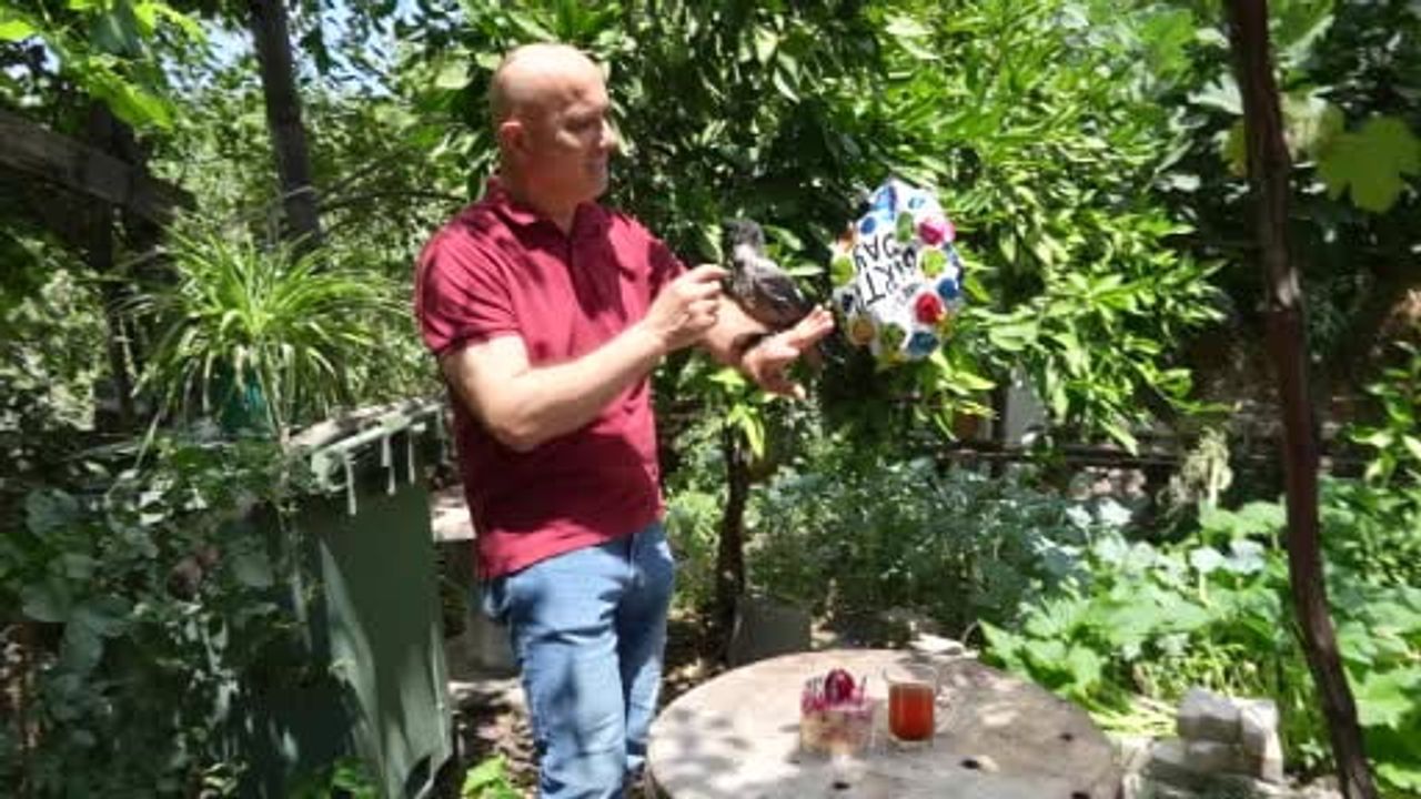 Bahçenin gurme kargası: Rize çayı içen kuşun üçüncü doğum günü