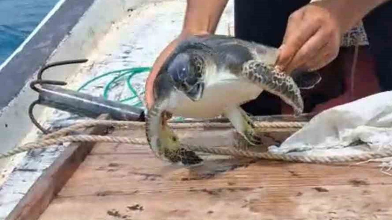 Balıkçının müdahalesiyle çuvala dolanan caretta caretta kurtarıldı