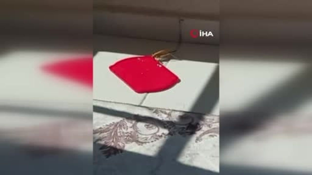 Balkonda misafir olan dev çekirgeye su ikramı kamerada