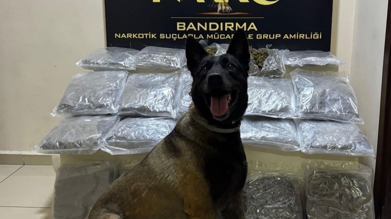 Bandırma’da gübre torbası altında 11 kilo 200 gram skunk ele geçirildi
