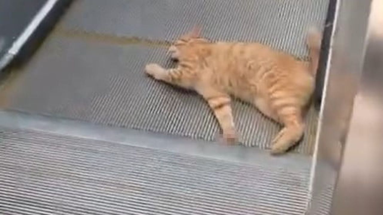 Başakşehir Olimpiyat Metro istasyonunda sıkışan kedi itfaiye ve vatandaş işbirliğiyle kurtarıldı