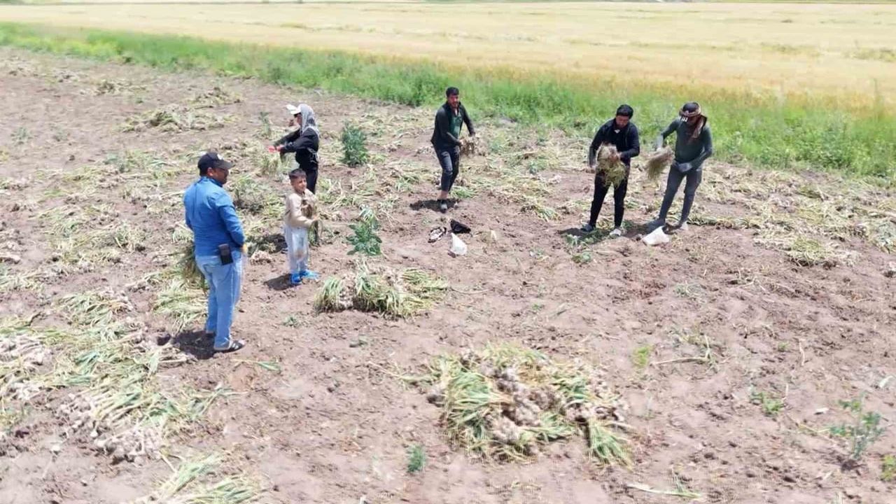 Başlık parasını biriktirmek için tarlada çalışan genç ve ailesi