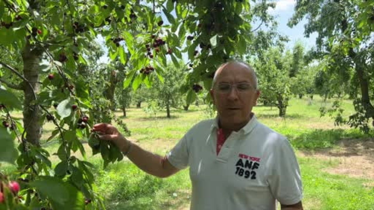 Batı pazarlarını çeken kiraz aroması Sultandağı ve Akşehir'den geliyor