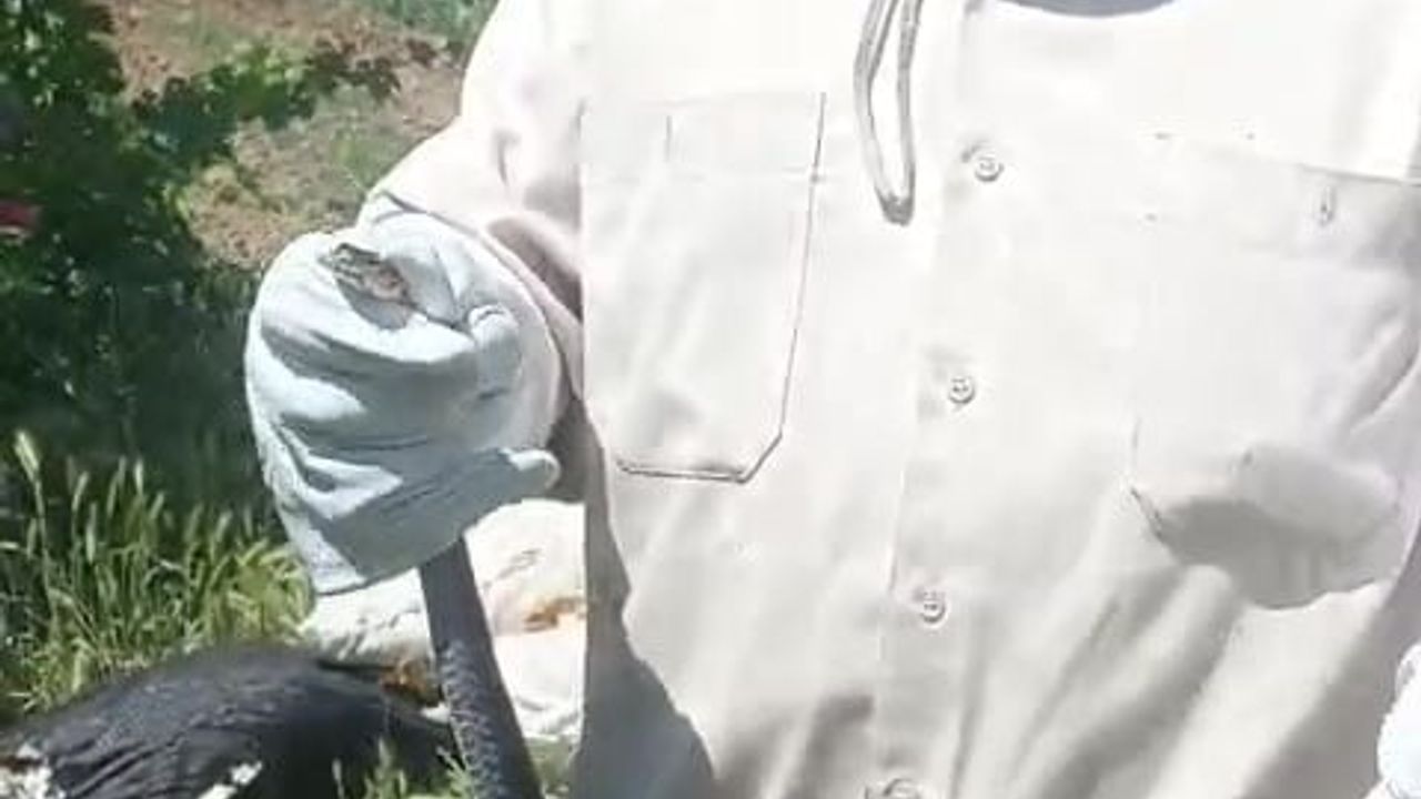 Batman'da bahçesindeki yılanı zarar vermeden doğaya bırakan Molla Hüseyin Barlak