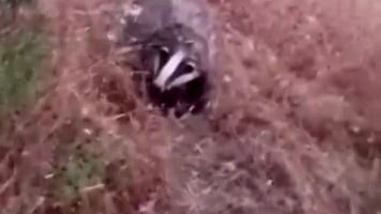 Batman’da porsuk görüntülendi
