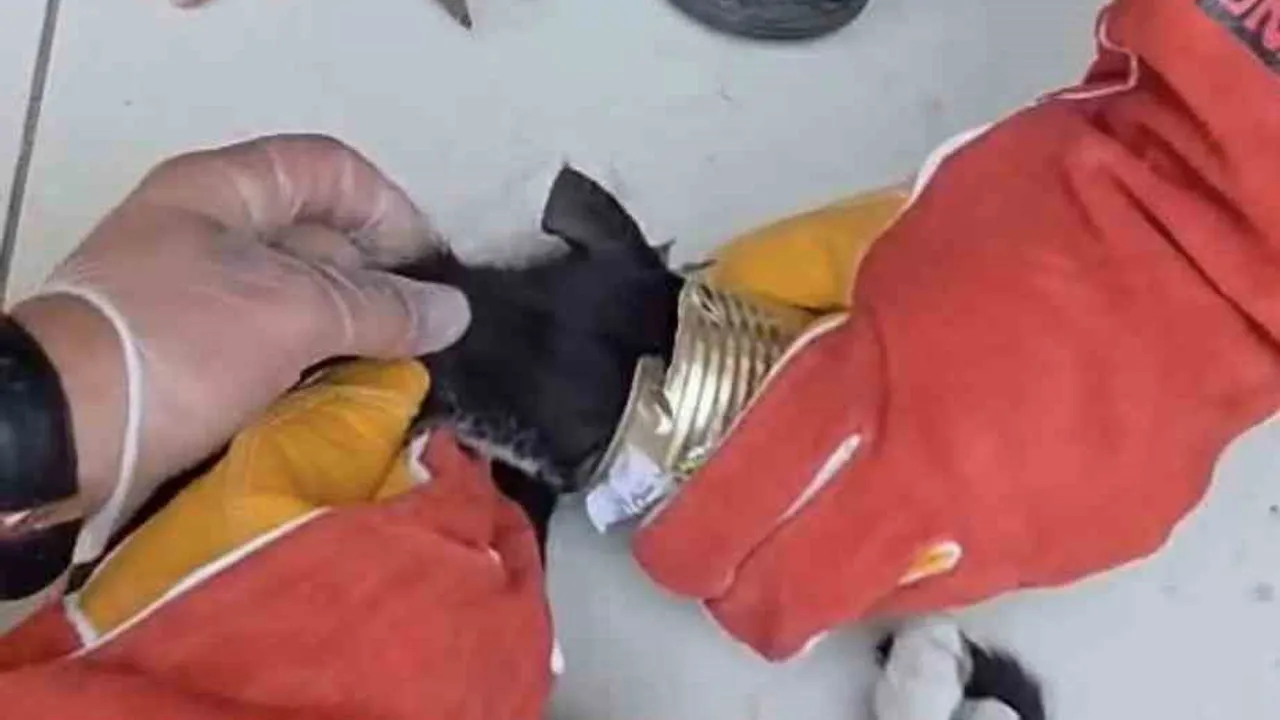 Batman'da yiyecek ararken teneke kutuya sıkışan kedi itfaiyenin dikkatiyle sağ salim kurtarıldı