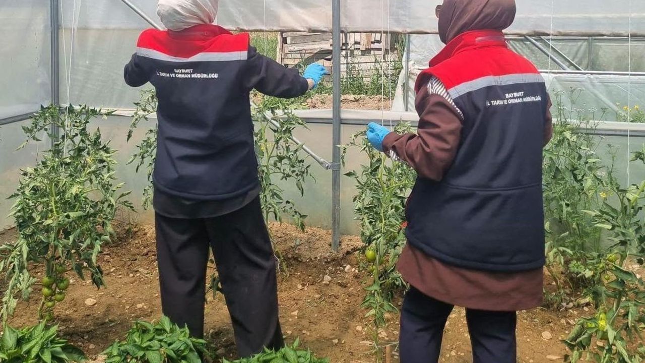 Bayburt’ta domates güvesine karşı mücadele sürüyor