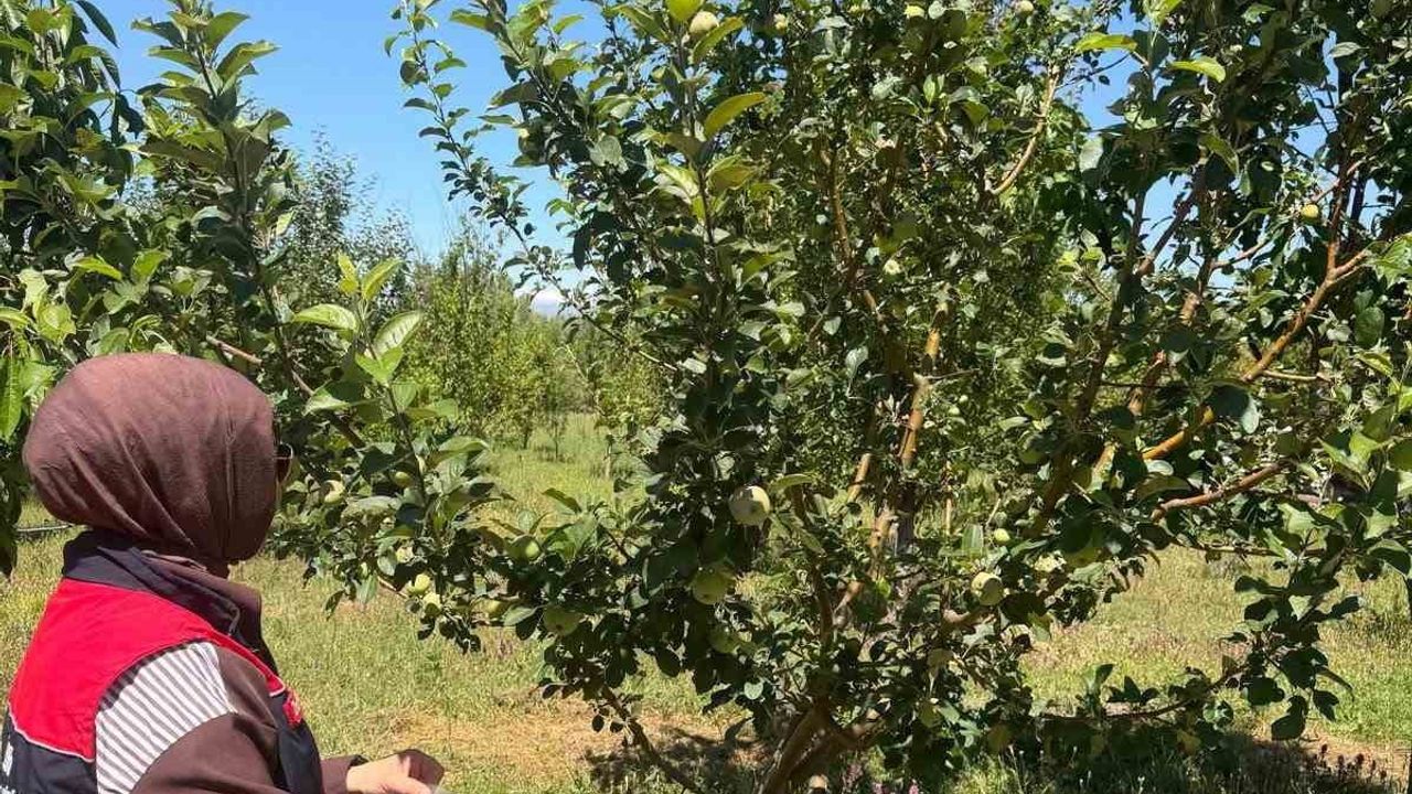 Bayburt'ta hasat öncesi pestisit denetimleriyle güvenli üretim ön plana çıktı