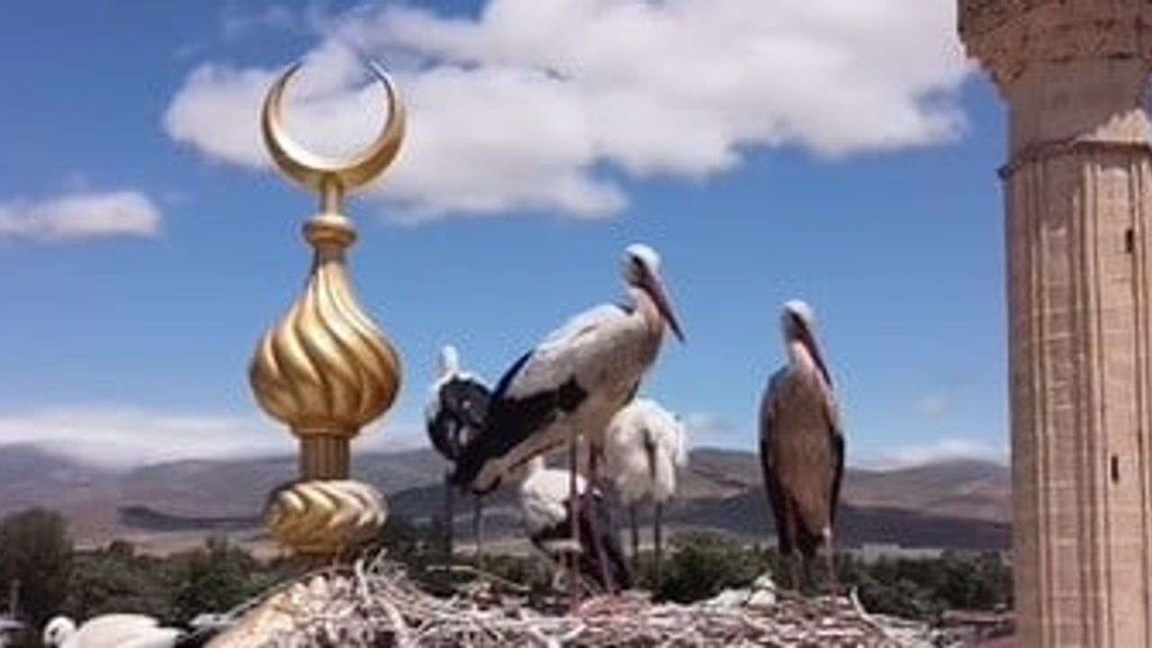 Bayburt’ta yavru leyleğin yuvasına dönememesi belediye ekiplerini harekete geçirdi