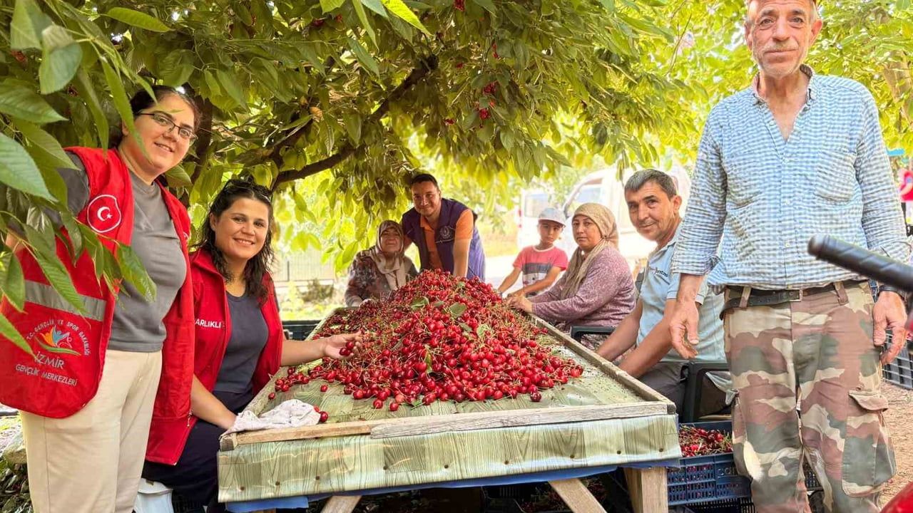 Bayındırlı gençler kiraz hasadına katıldı, üreticilere destek verdi
