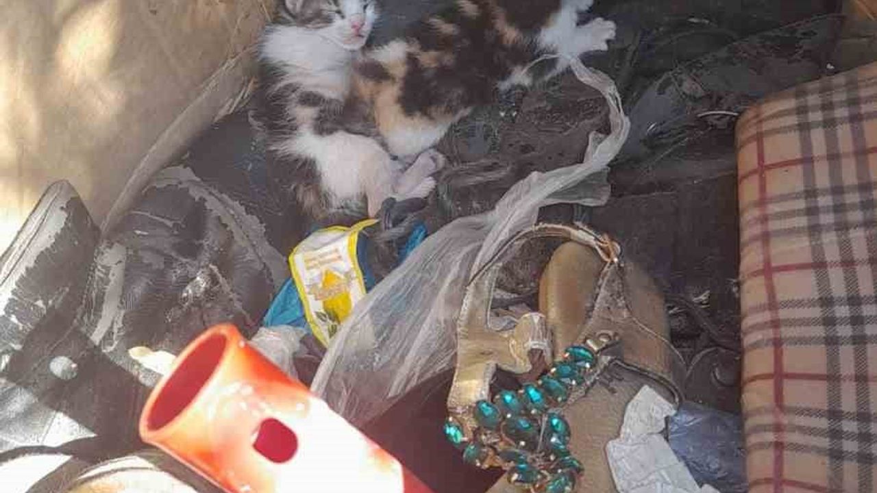 Belediye ekibinin dikkati iki yavru kedinin bakıma ulaşmasını sağladı