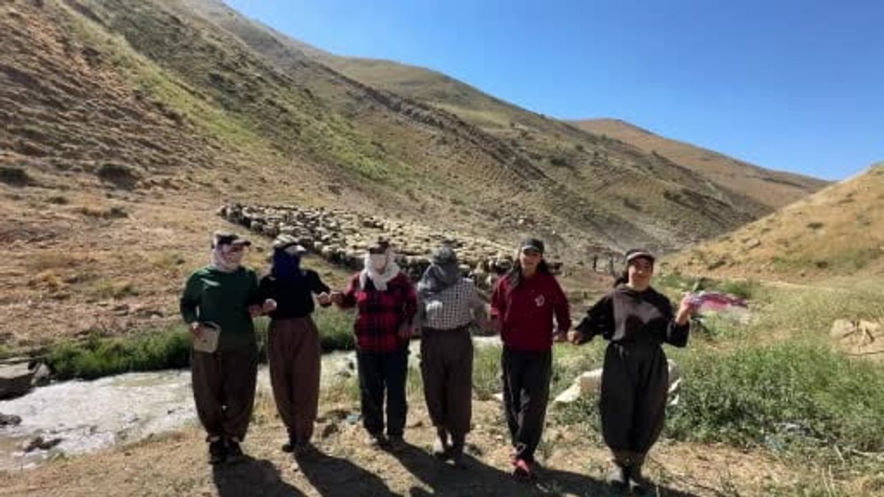 Berivanlar yaylada halayla güç topluyor, sağım alanlarına gölgelik istiyorlar