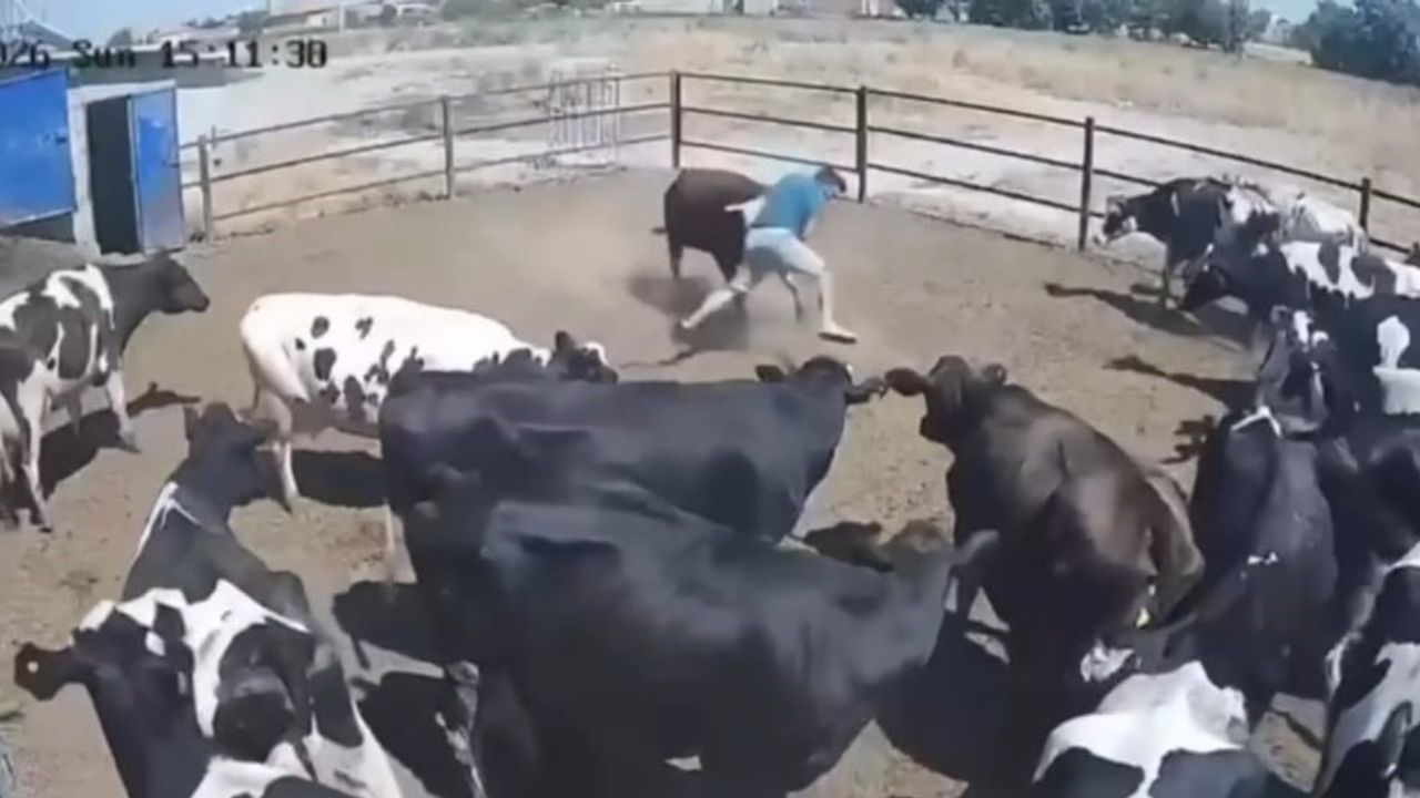 Besicinin boğa saldırısından kurtuluş anı Ereğli'de kamerada