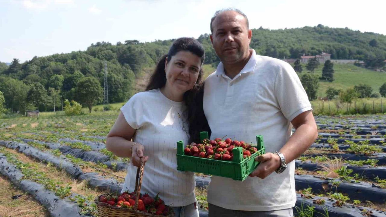 Bilecik'te hobi bahçesinden 42 dönüme çıkan çilek üretimi