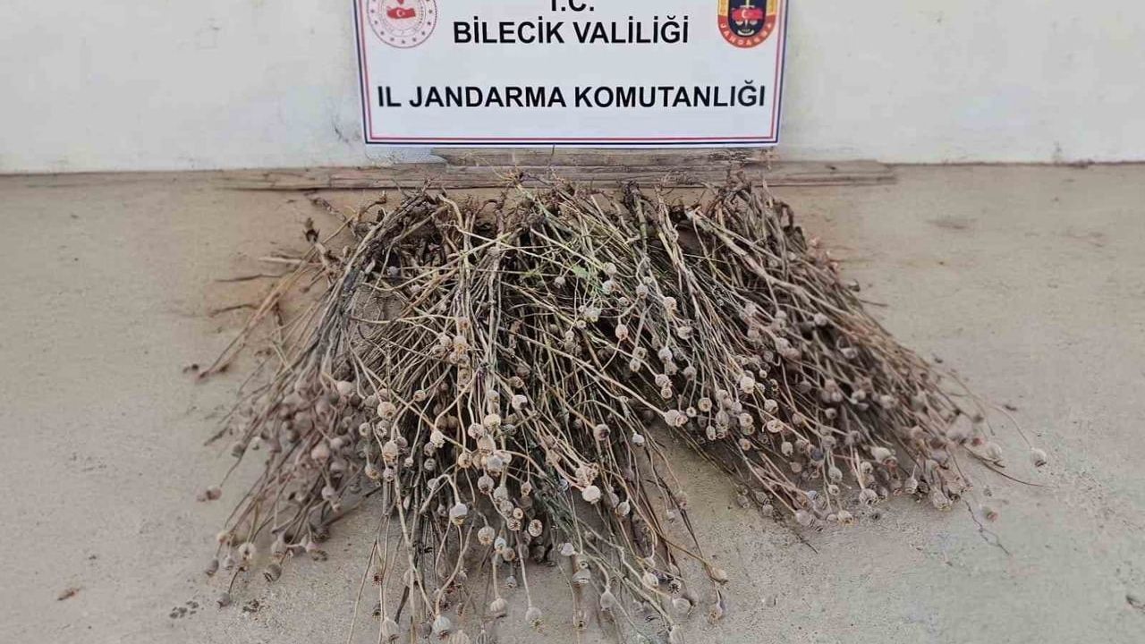 Bilecik'te izinsiz ekilen 136 kök haşhaş ele geçirildi