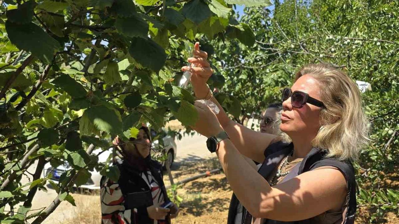 Bilecik'te kahverengi kokarcaya karşı samuray arısı doğaya salındı