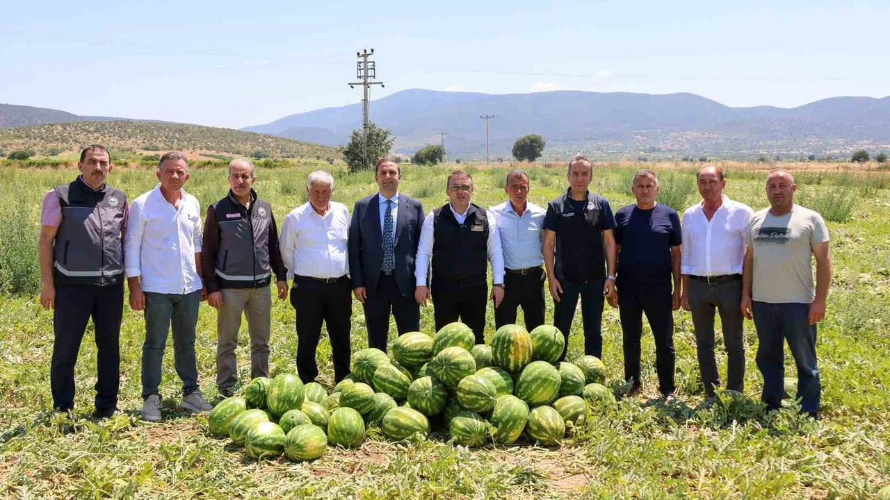 Bilecik'te Osmaneli ağırlıklı karpuz üretiminde 62 bin 176 tonluk hasat beklentisi