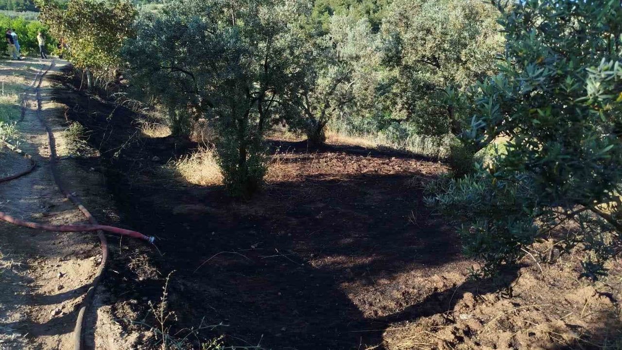 Bilecik’te zeytin tarlasında yangın kontrol altına alındı