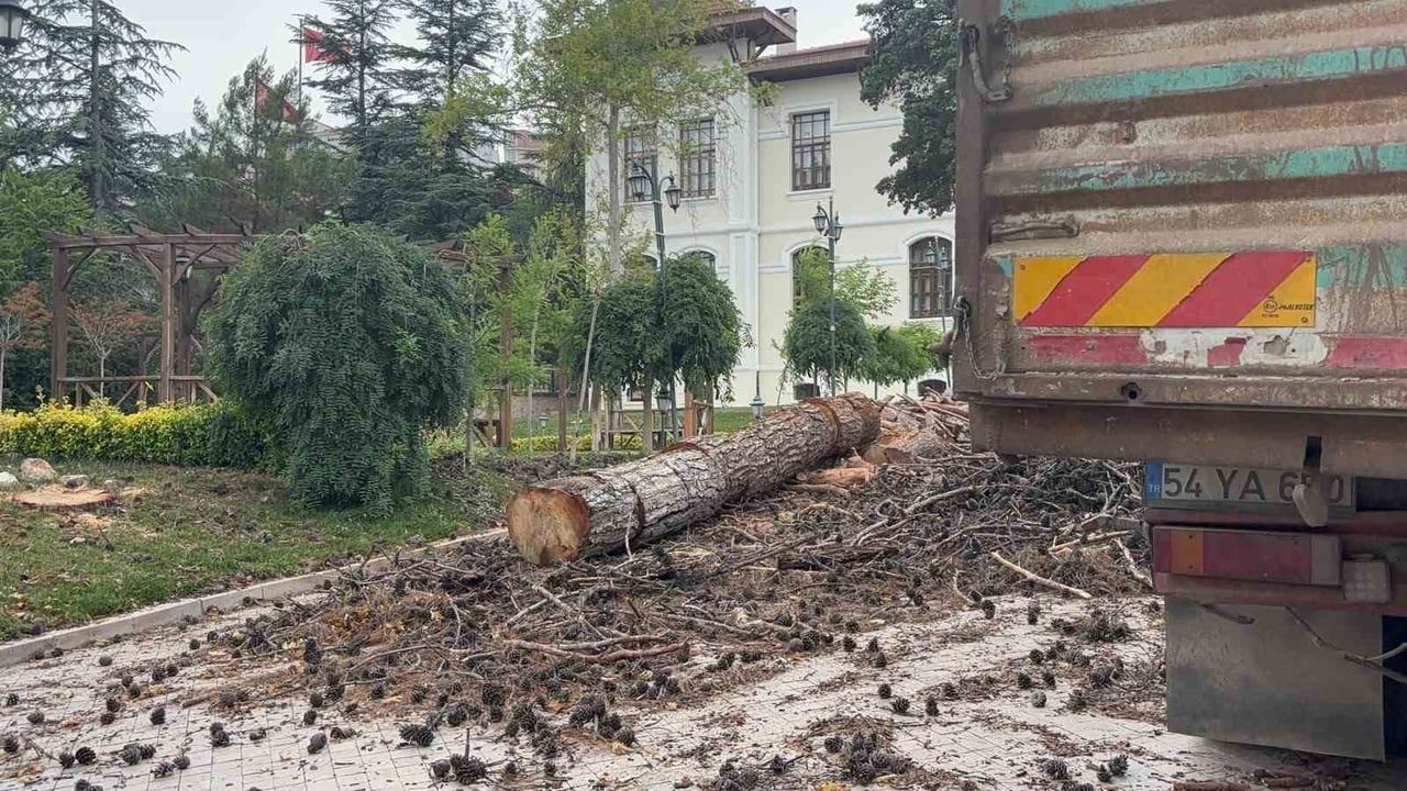 Bilecik Valiliği bahçesindeki çam ağaçları risk nedeniyle kesildi