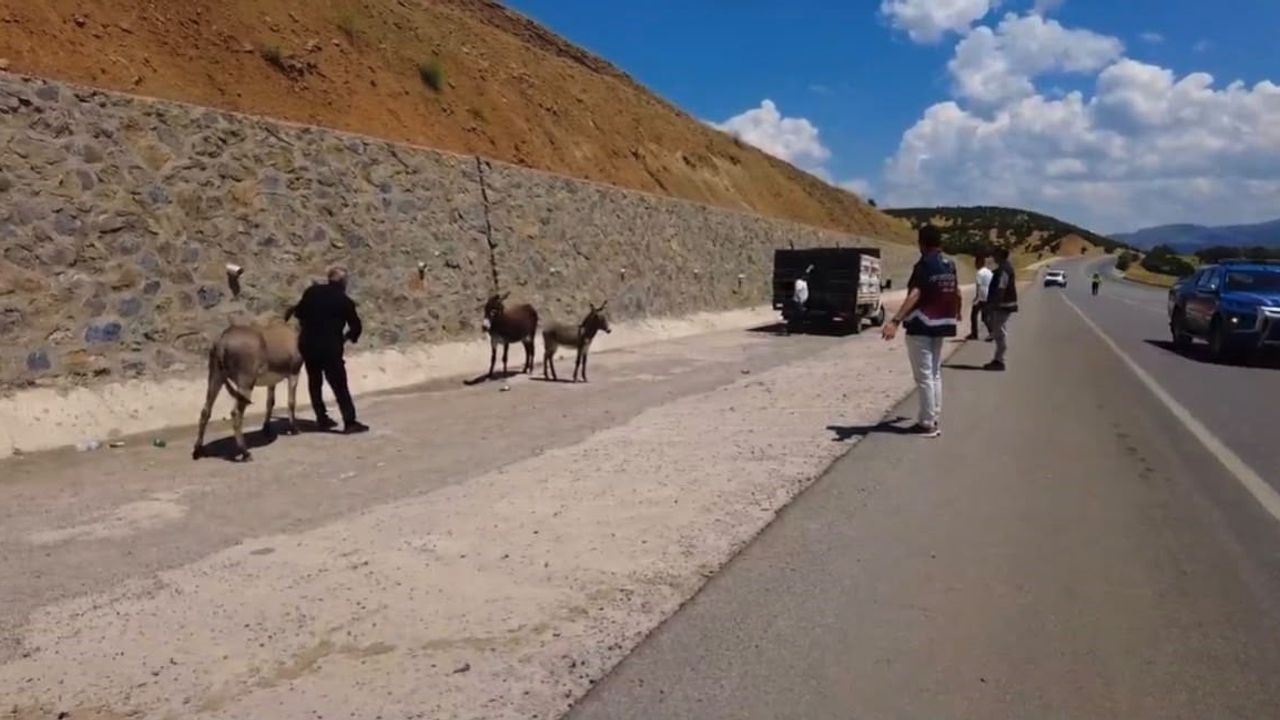 Bingöl’de 68 başıboş hayvan toplandı