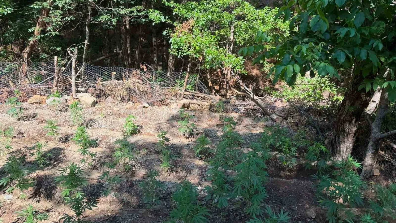bingöl'de jandarmanın eş zamanlı müdahalelerinde 42 bin 712 kök kenevir ele geçirildi