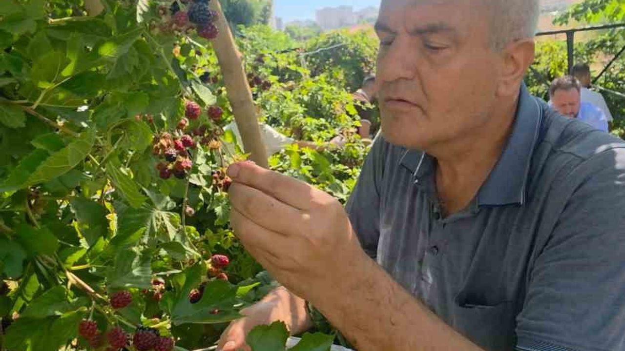 Böğürtlen şenliğinde özel bireyler ve çocuklar birlikte üretime dahil oldu