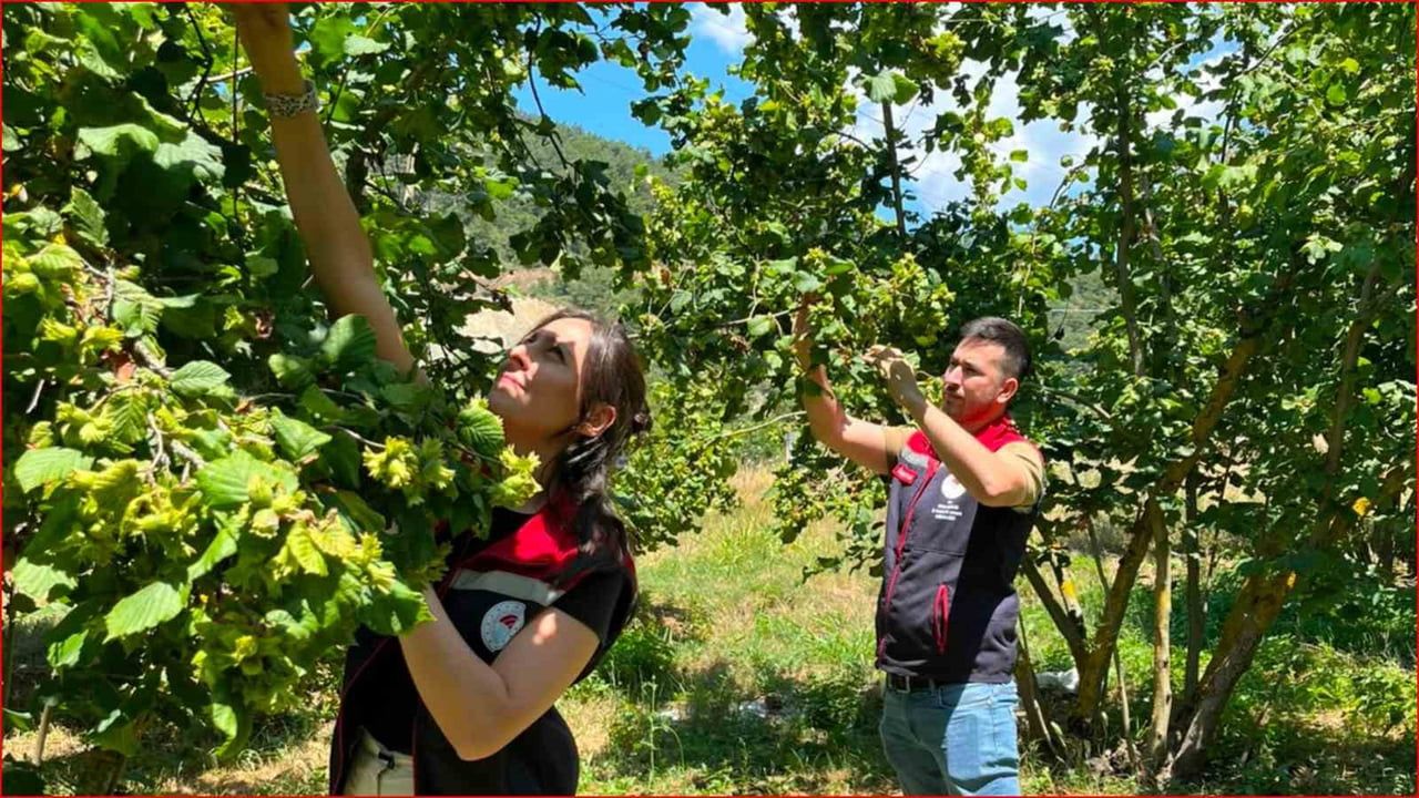 Bolu'da 2026 fındık rekoltesi için saha çalışmaları tamamlandı