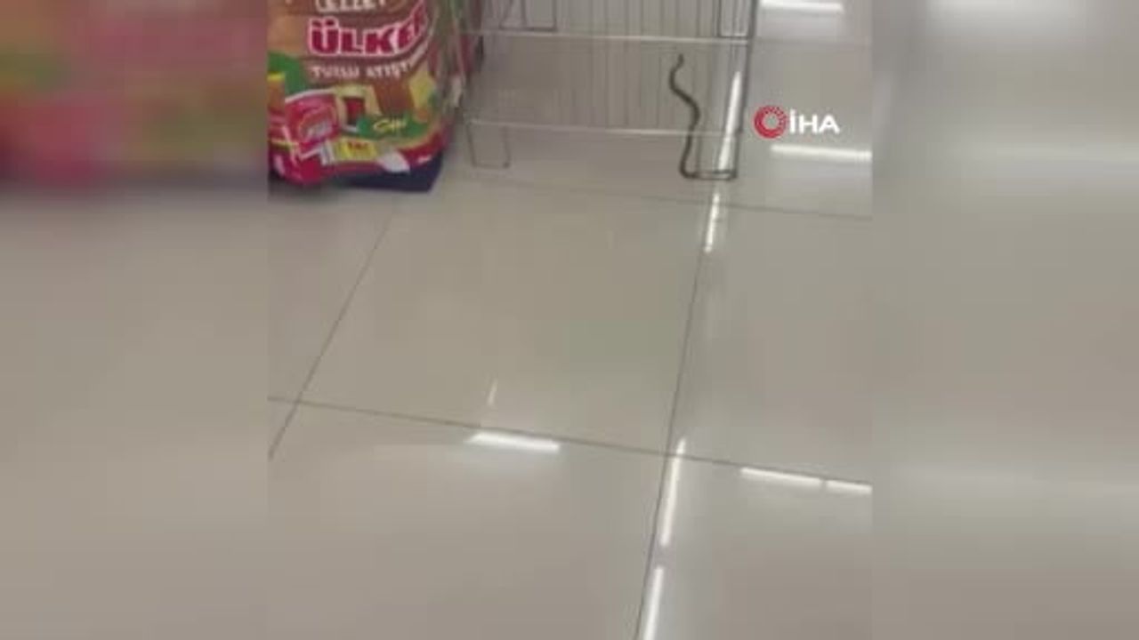 Bolu’da markette yılan paniği: "şaka sandım"