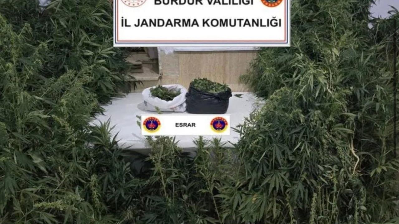 Bucak'ta kenevirleri sularken suçüstü yakalandı