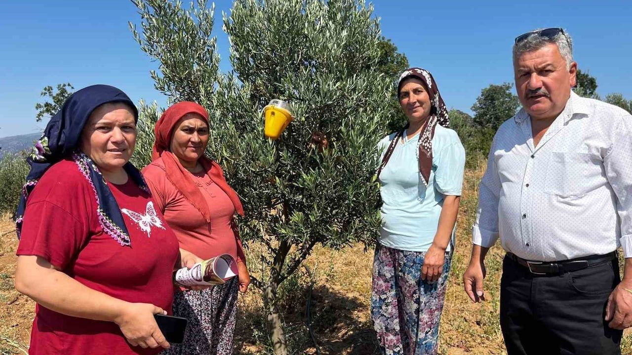 Buldan’da zeytin sineğine karşı Fenomen Tuzak dağıtıldı