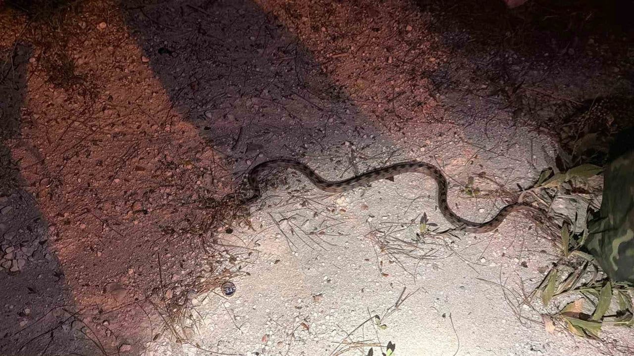 Burdur’da caminin yanında yakalanan yılan doğal yaşam alanına salındı