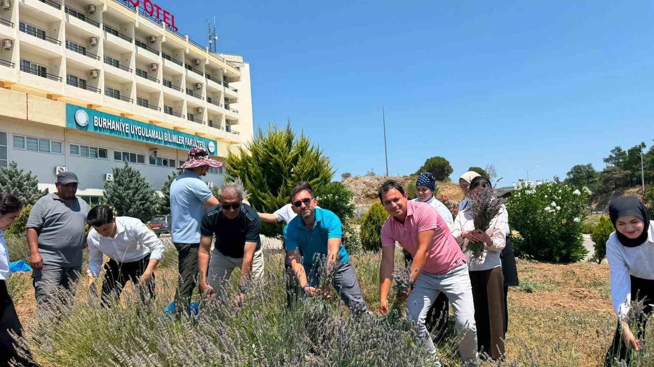 Burhaniye'de lavanta kokulu okulda hasat heyecanı